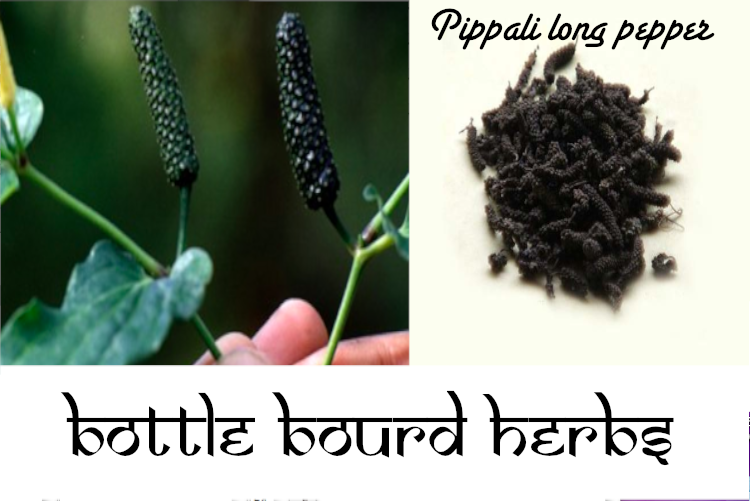 organic sundried indian long pepper pippali pipala bottle gourd herbs