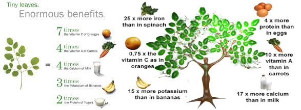 moringa bottle gourd herbs