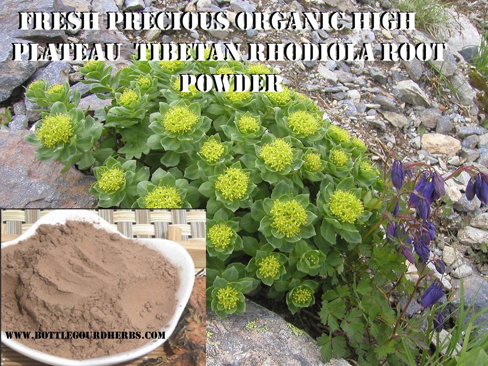 fresh precious organic high plateau tibetan rhodiola root powder