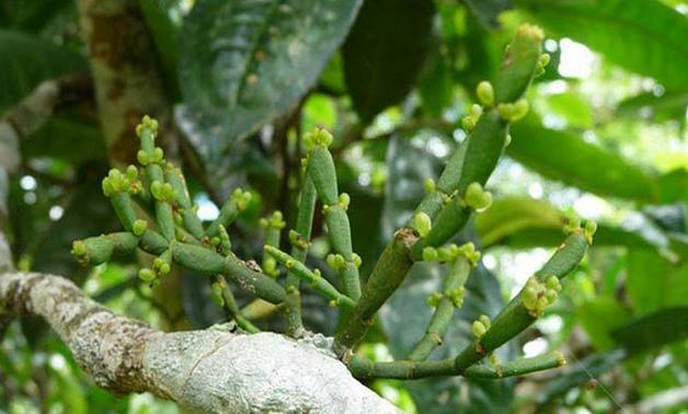 Organic Wild Ancient Puerh Tree harvested Crab's Feet Unicorn Grass bottle gourd herbs