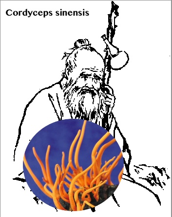 cordyceps ochiocordyceps sinensis mushroom powder aphrodisiac smoothie bottle gourd herbs