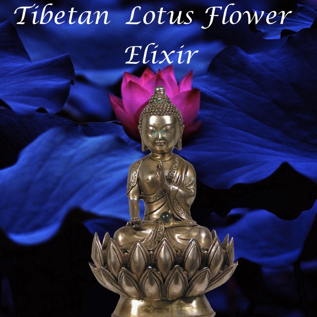 tibetan lotus flower elixir tincture bottle gourd herbs
