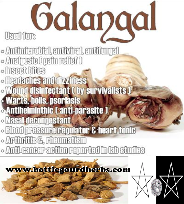 organic galangal root alpinia galanga bottle gourd herbs