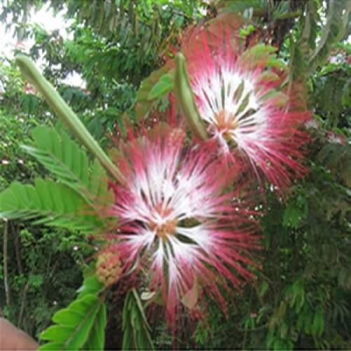 BOBINSANA extract tincture 10x Calliandra angustifolia bottle gourd herbs