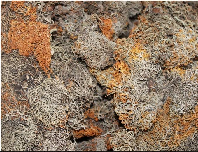 Special Grade Organic Wild Tibetan Red Snow Tea Lethariella cladonioides Gold Tea bottle gourd herbs
