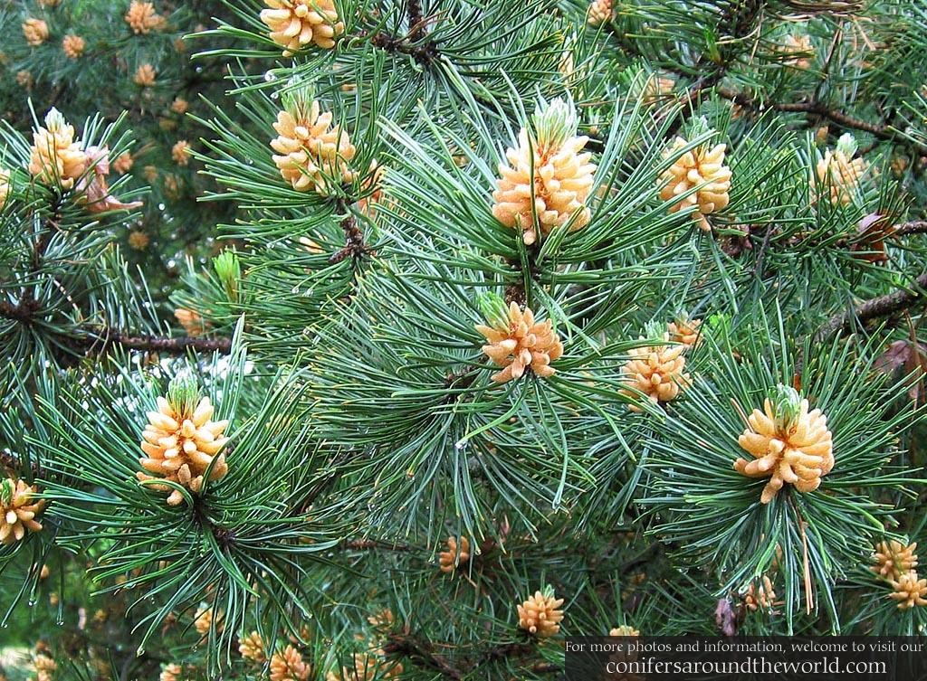 korean pine pollen songhwaju