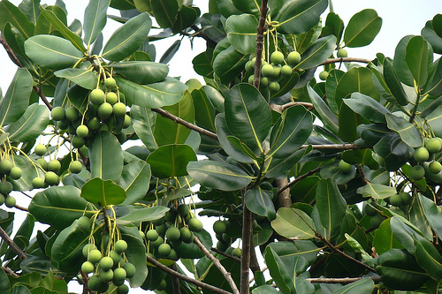 100% Pure, Unrefined, Cold-Pressed Organic Tamanu Oil (Calophyllum ...