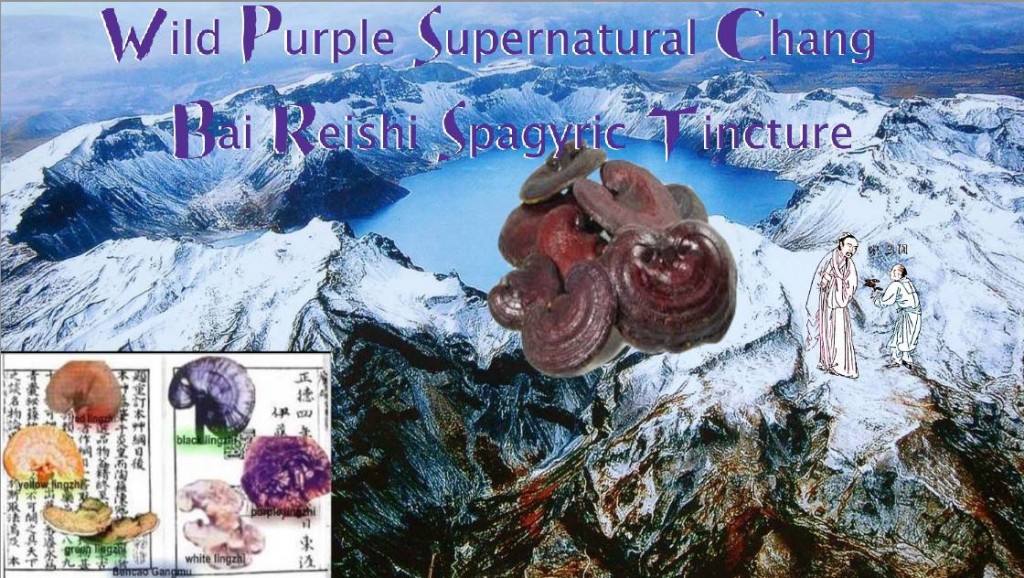 wild purple supernatural Chang Bai Reishi spagyric tincture