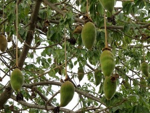 baobab fruit