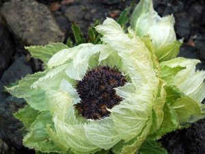 tibetan-snow-lotus